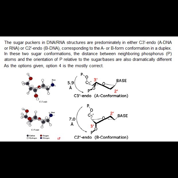 Sugar puckering in double stranded nucleic acids is exclusively