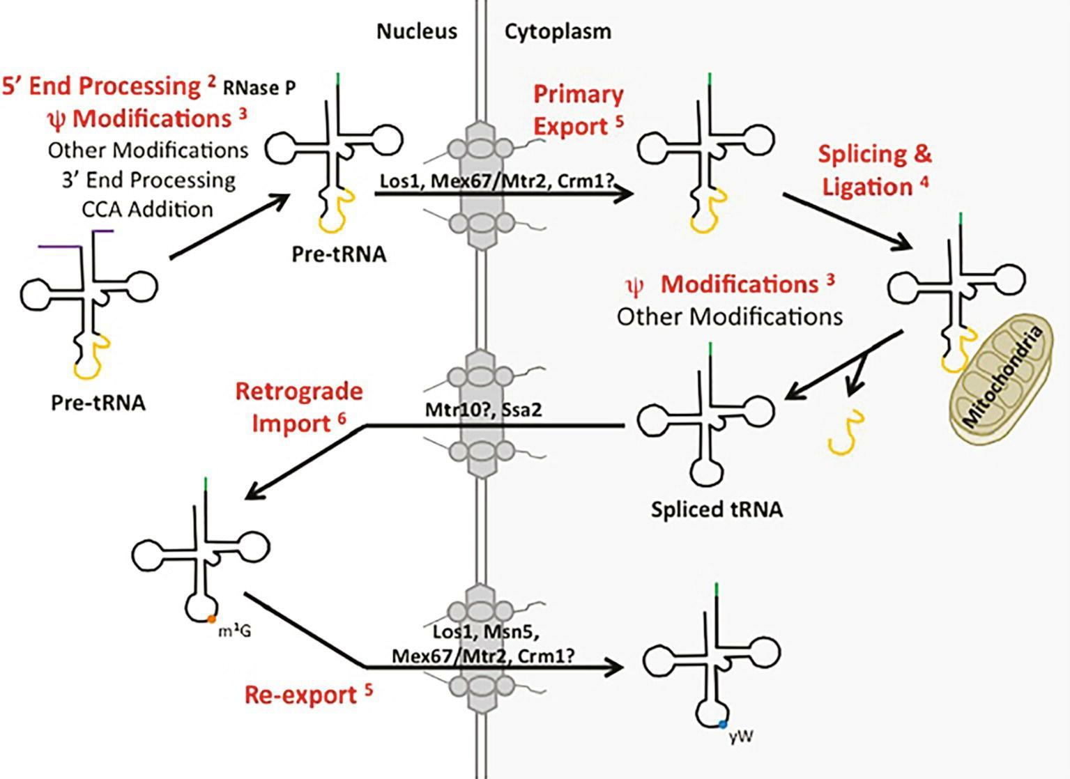 synthesis-and-processing-of-trna